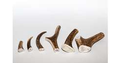 Naturprodukt Geweih 1Stk. halb S